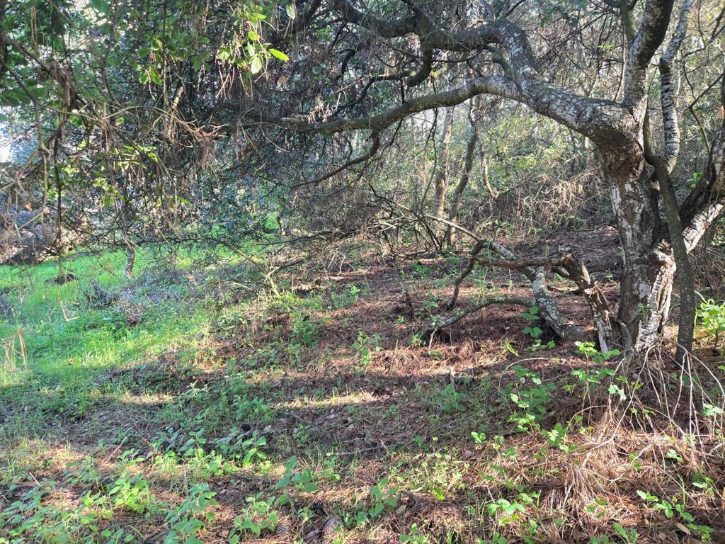 0 Paradise Road Property Photo 15