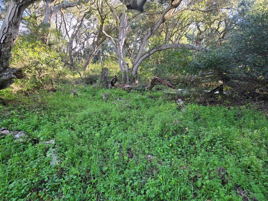 0 Paradise Road Property Photo 17