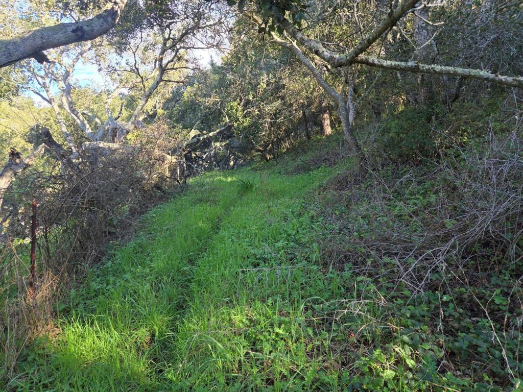 0 Paradise Road Property Photo 18