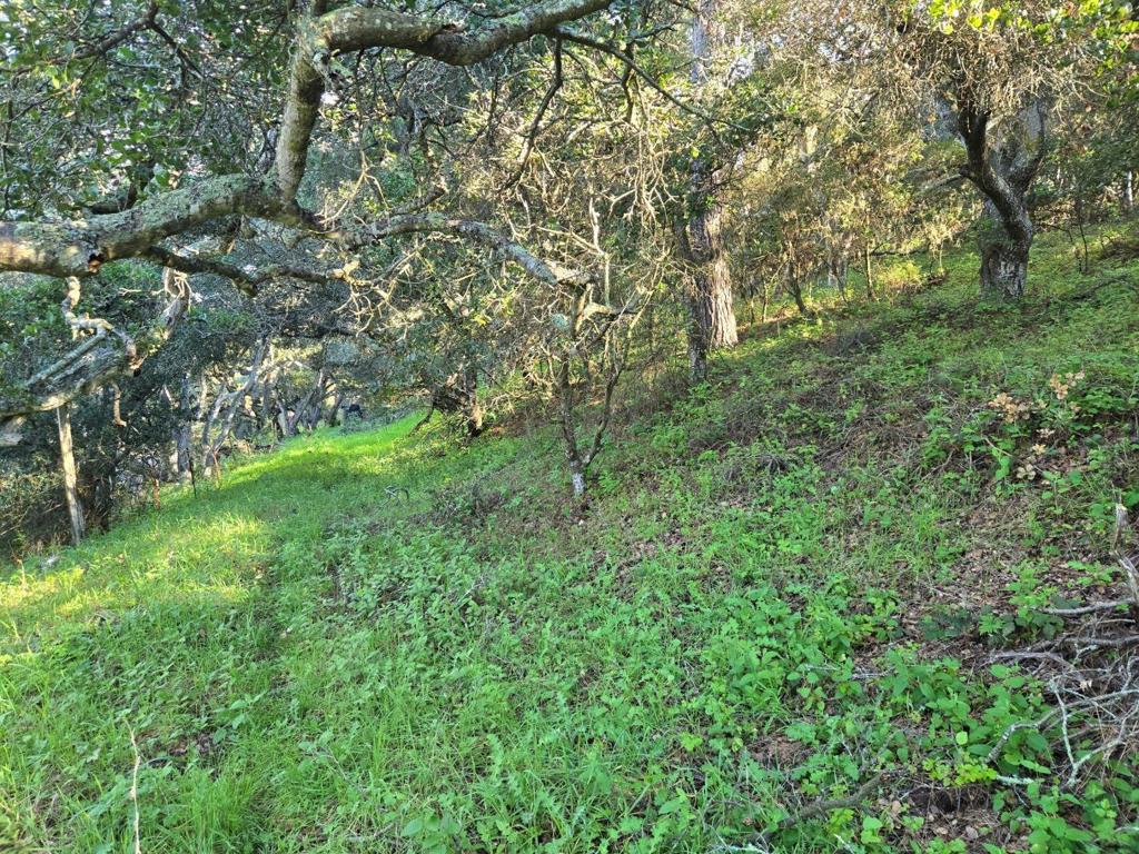 0 Paradise Road Property Photo 19