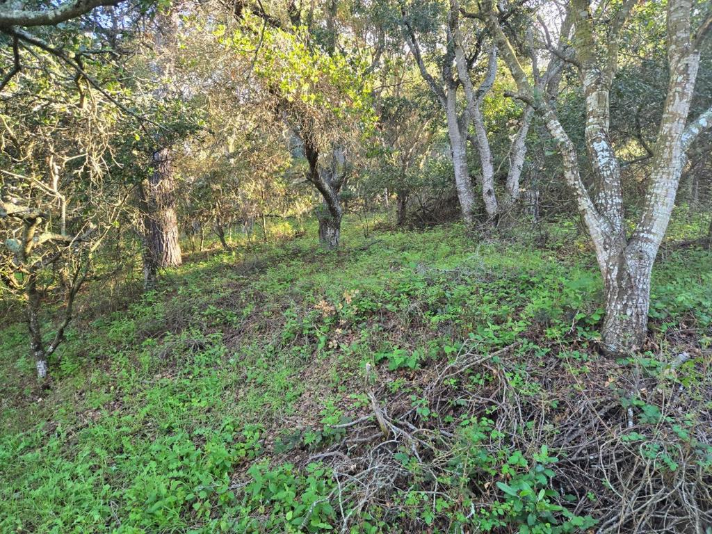 0 Paradise Road Property Photo 20