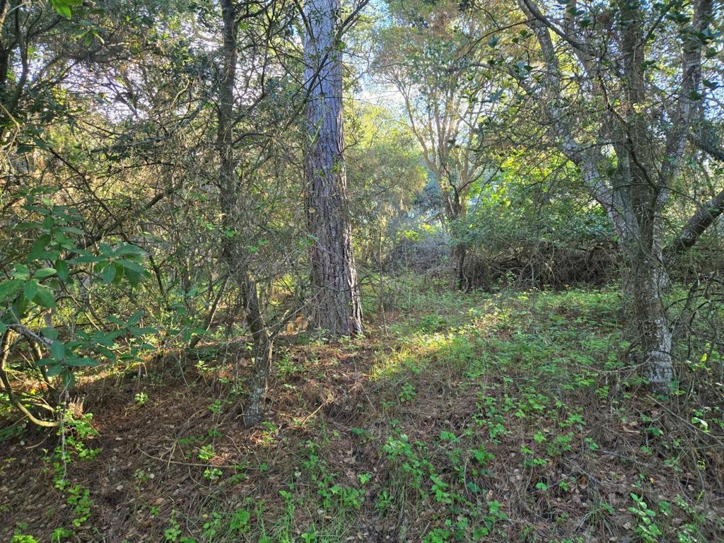 0 Paradise Road Property Photo 21