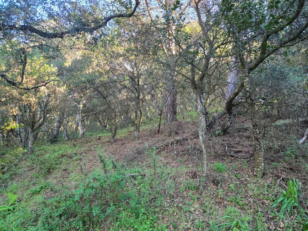 0 Paradise Road Property Photo 22