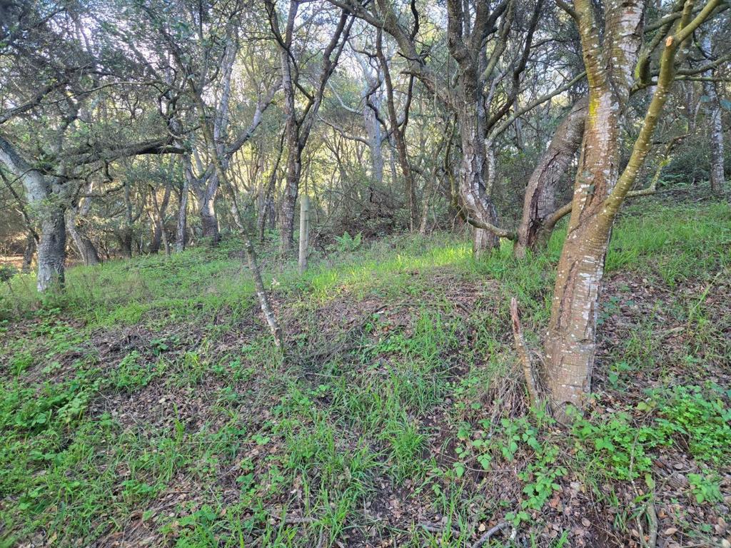 0 Paradise Road Property Photo 23