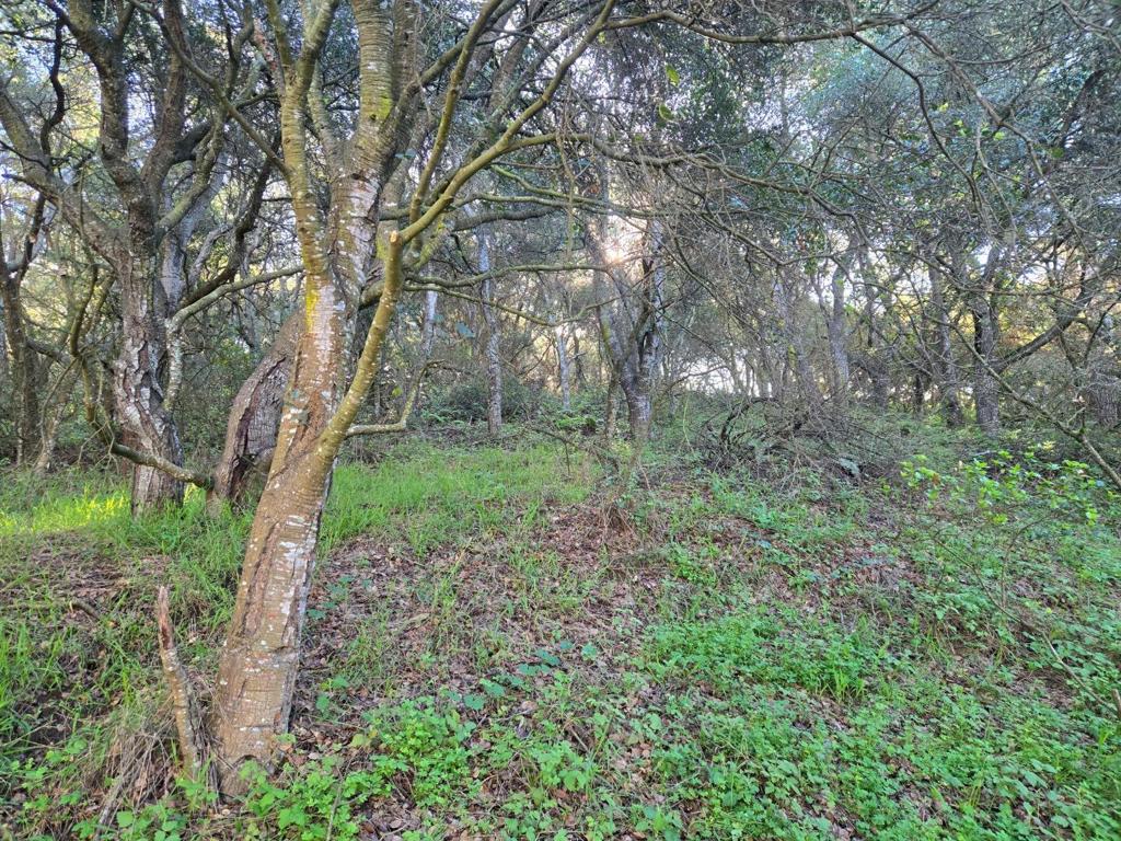 0 Paradise Road Property Photo 24