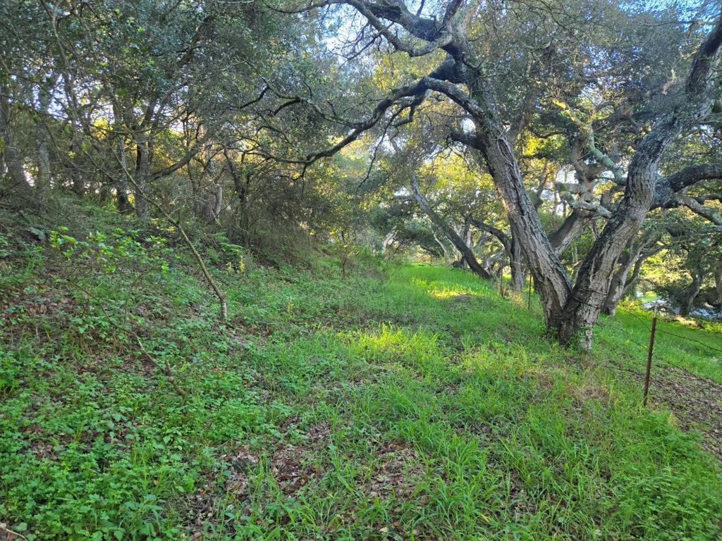 0 Paradise Road Property Photo 25