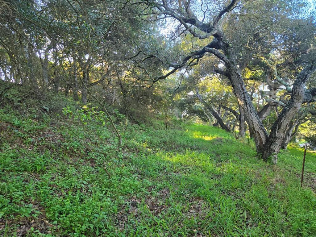 0 Paradise Road Property Photo 26