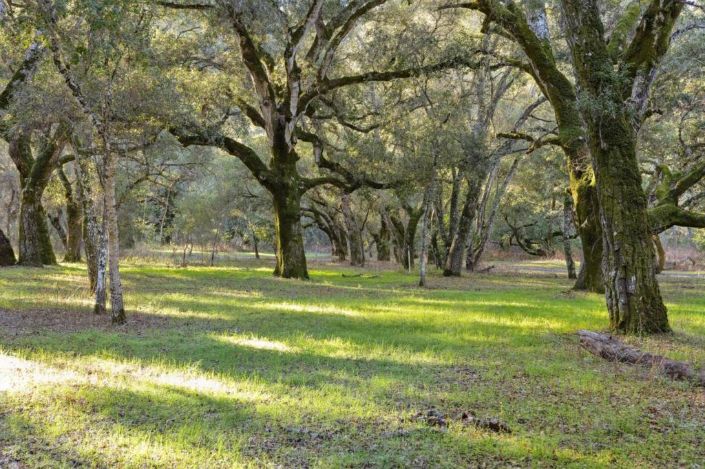 11 Arroyo Sequoia Property Photo 4