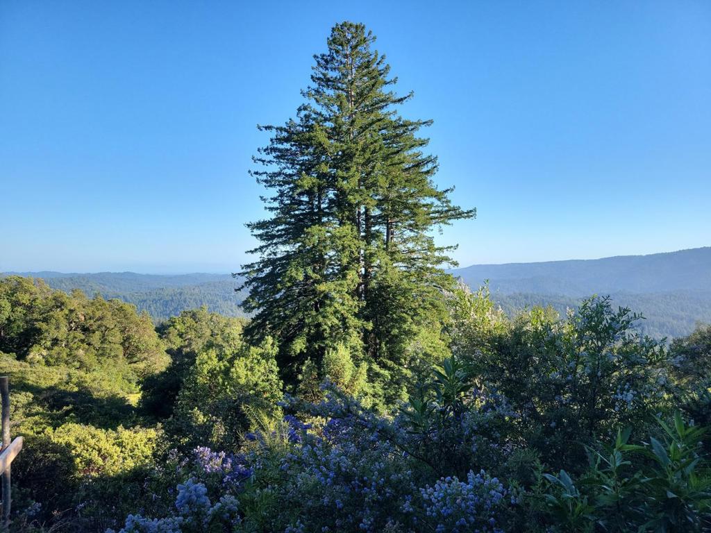 Skyview Ridge Road Property Photo 34