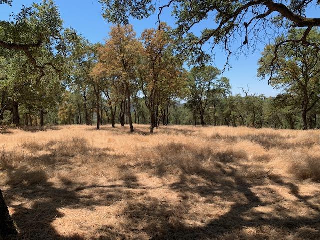 0 Bridle Trail Property Photo 3
