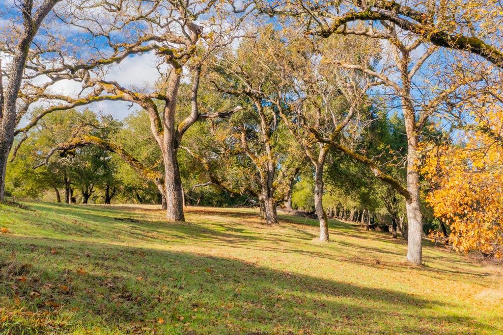 36 Arroyo Sequoia (lot 117) Property Photo 1