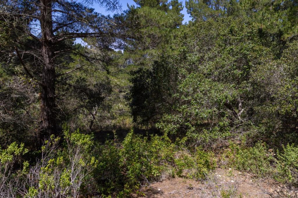 25520 Via Malpaso Property Photo 17