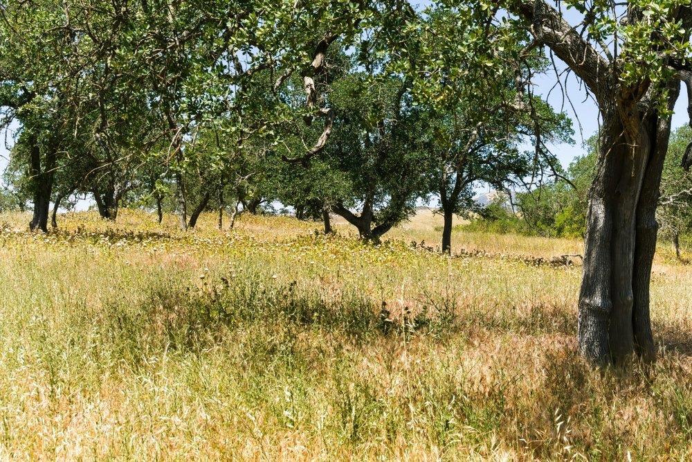 31341 Airline Highway Property Photo 77