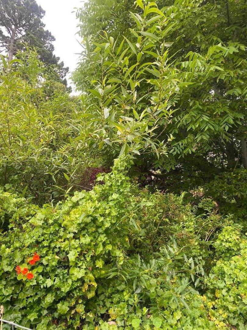 ML82053725 Property Photo 41