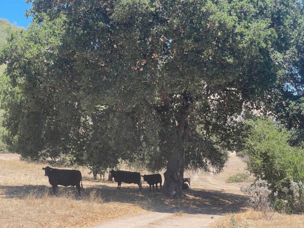 0 E Carmel Valley Road Property Photo 6
