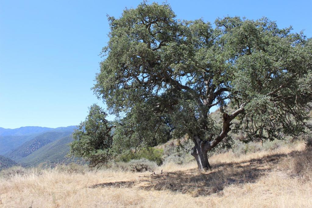 0 E Carmel Valley Road Property Photo 10