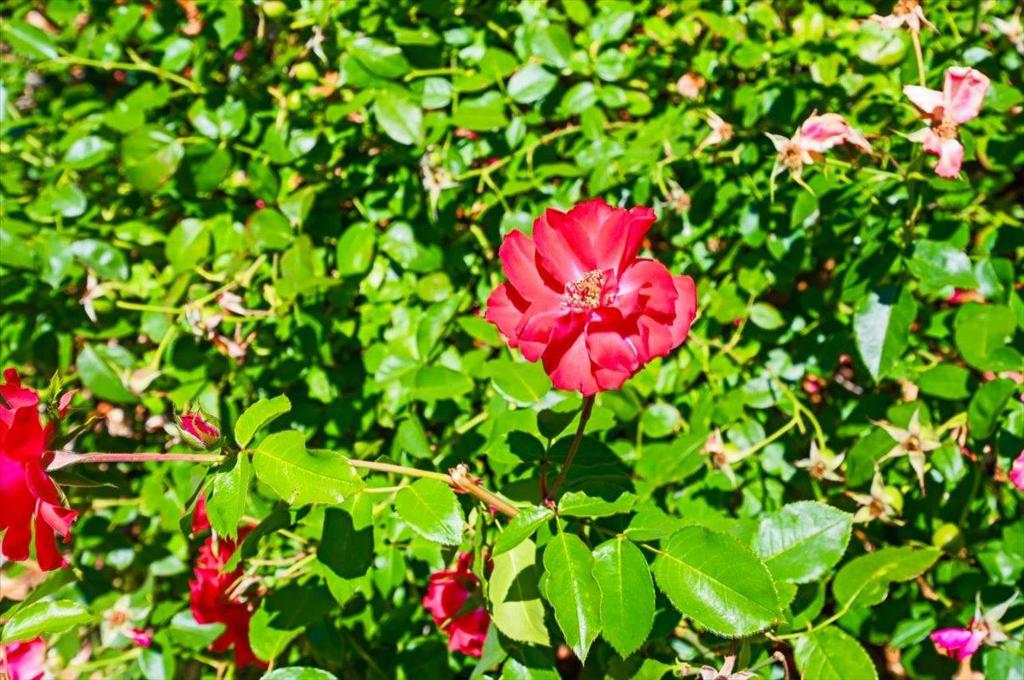 2700 Oak Road 11 Property Photo 42