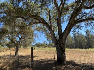 ML82055742 Property Photo 18
