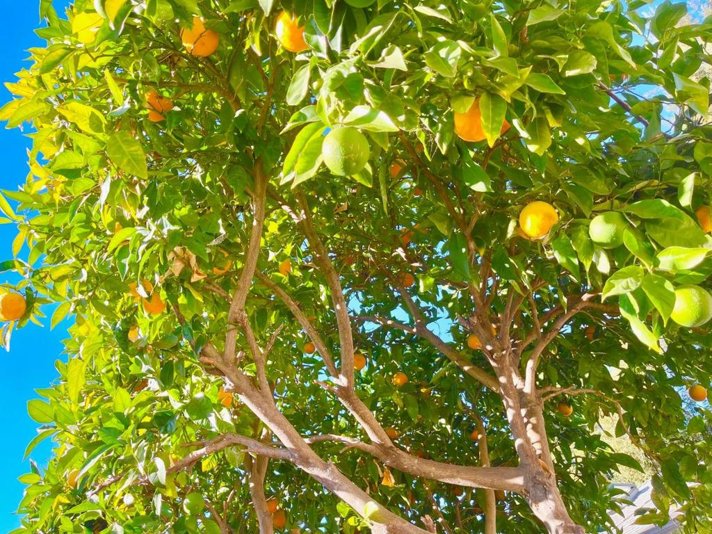 536 Flynn Avenue Property Photo 31