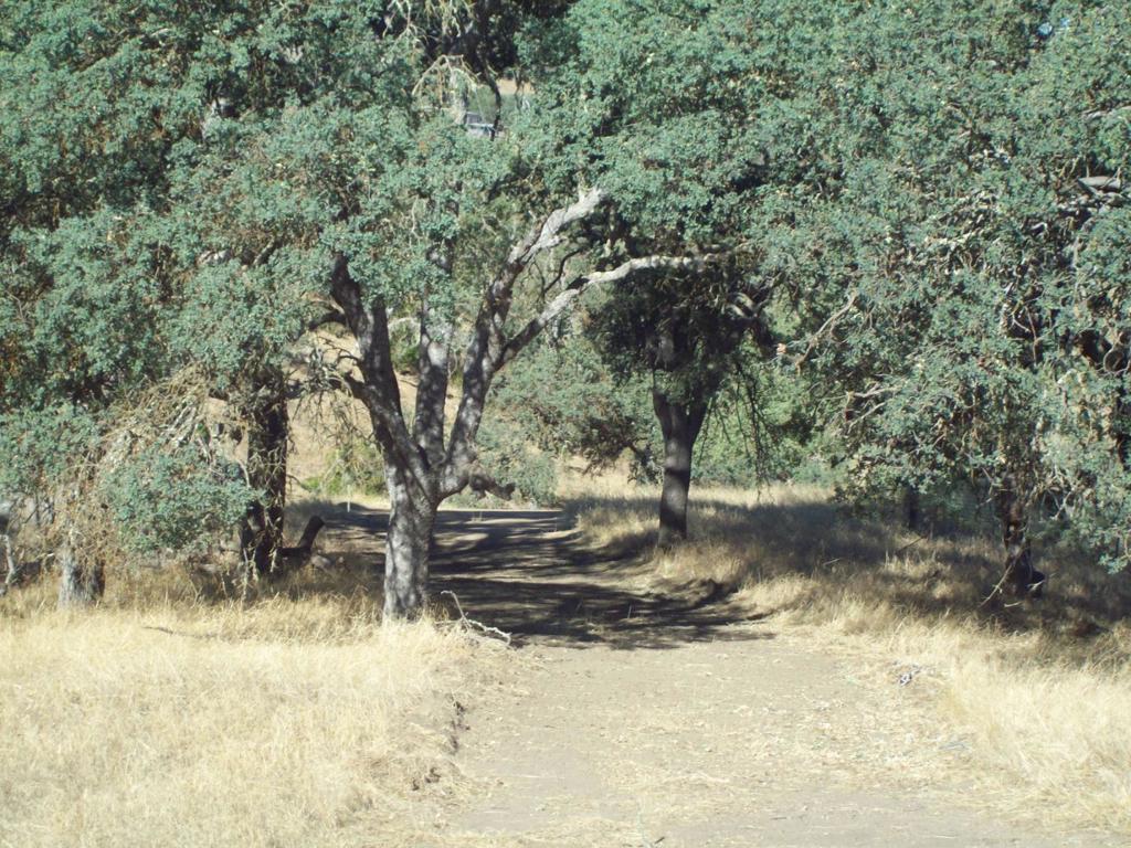 20077 Panoche