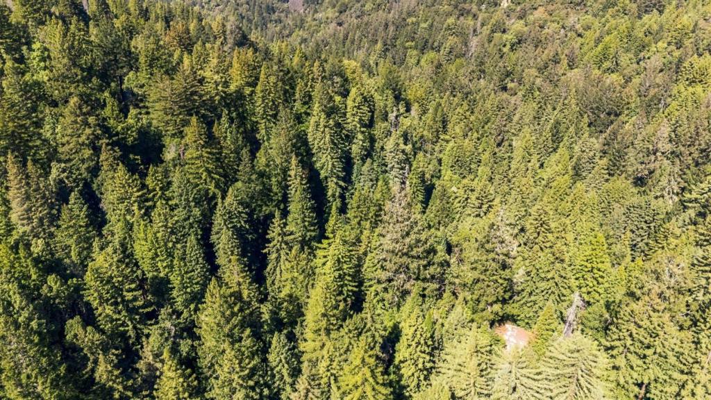 Bear Creek Road Property Photo 26