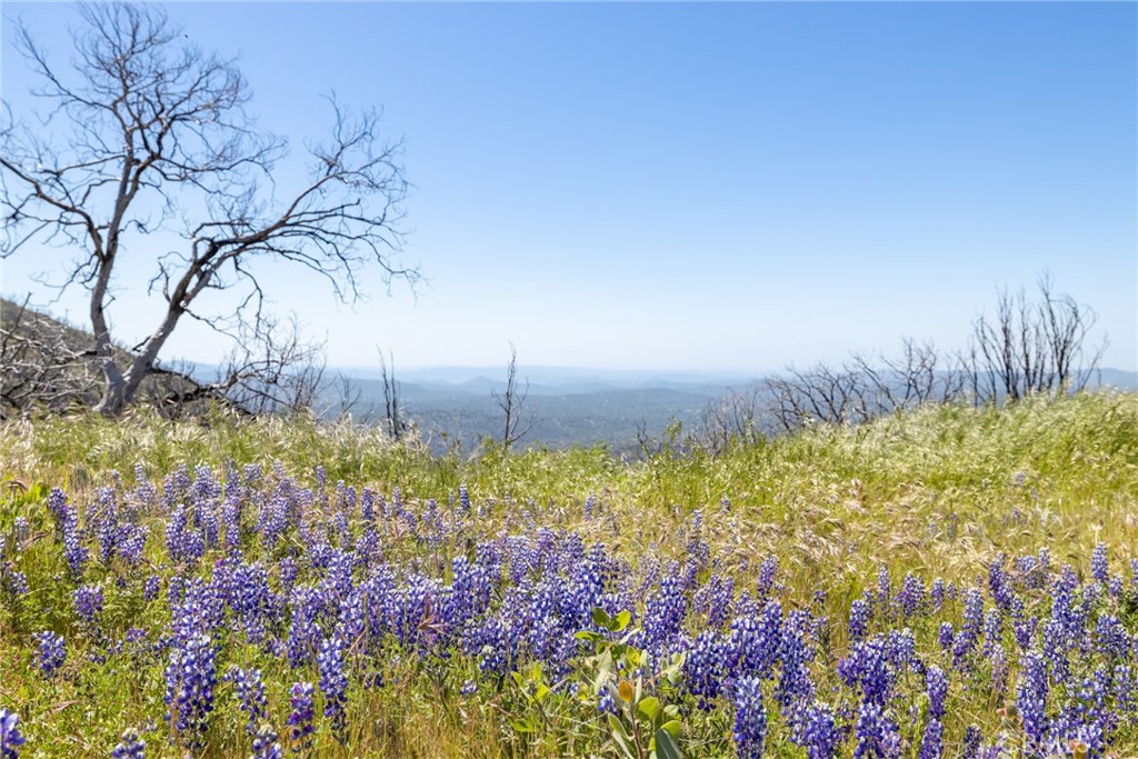 39 Acres Buckingham Mountain Road Property Photo 4