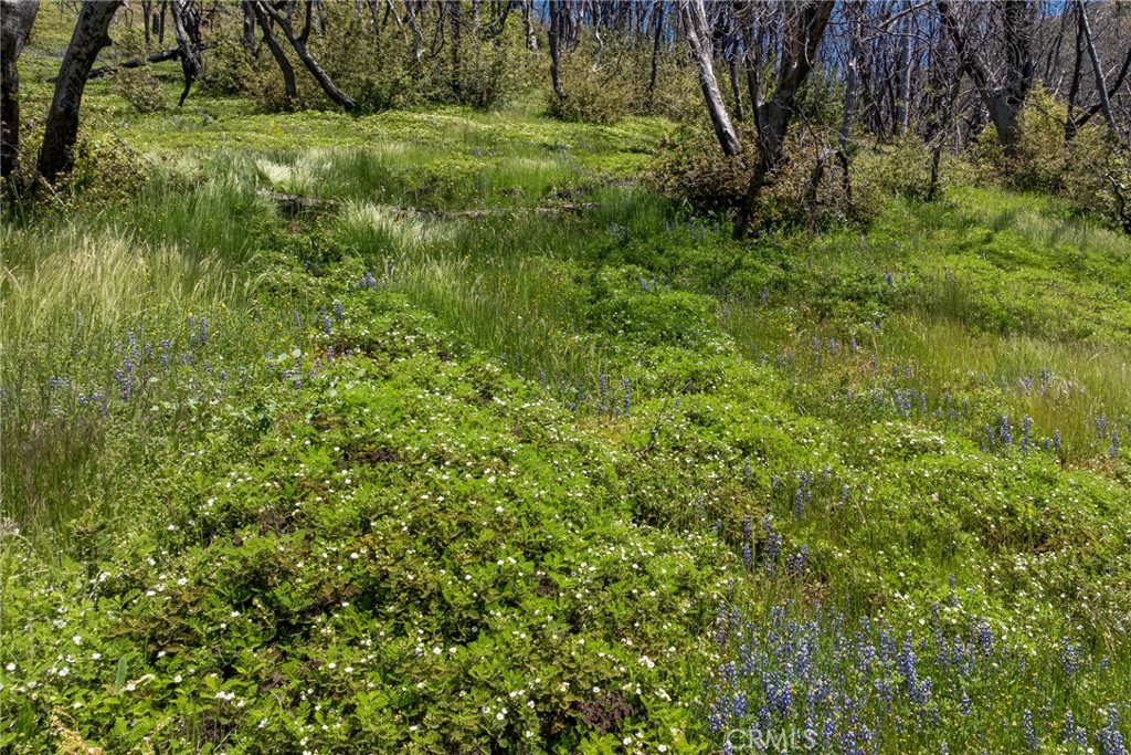 39 Acres Buckingham Mountain Road Property Photo 8