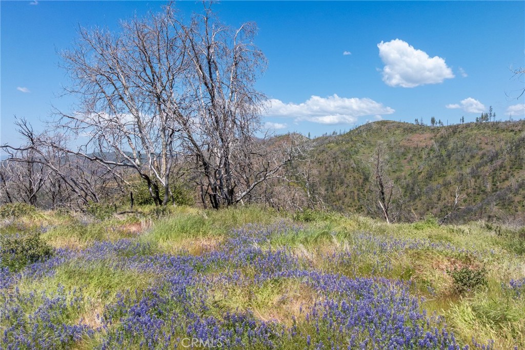 39 Acres Buckingham Mountain Road Property Photo 14