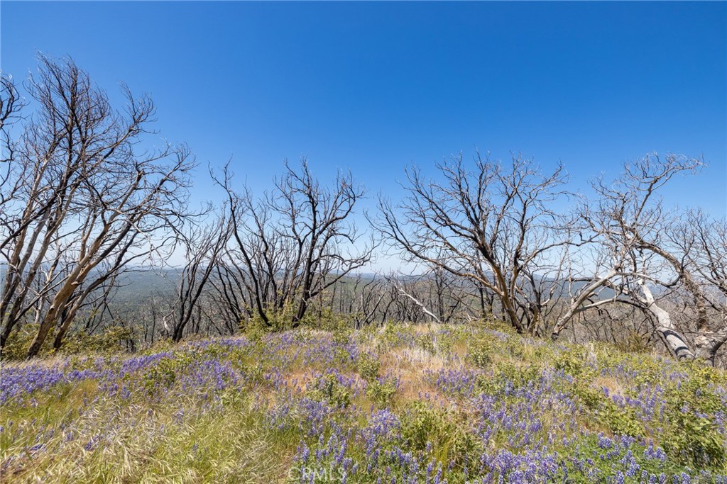 39 Acres Buckingham Mountain Road Property Photo 26