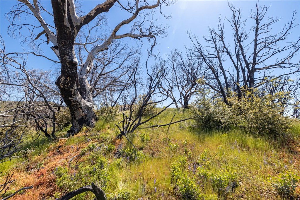 39 Acres Buckingham Mountain Road Property Photo 58