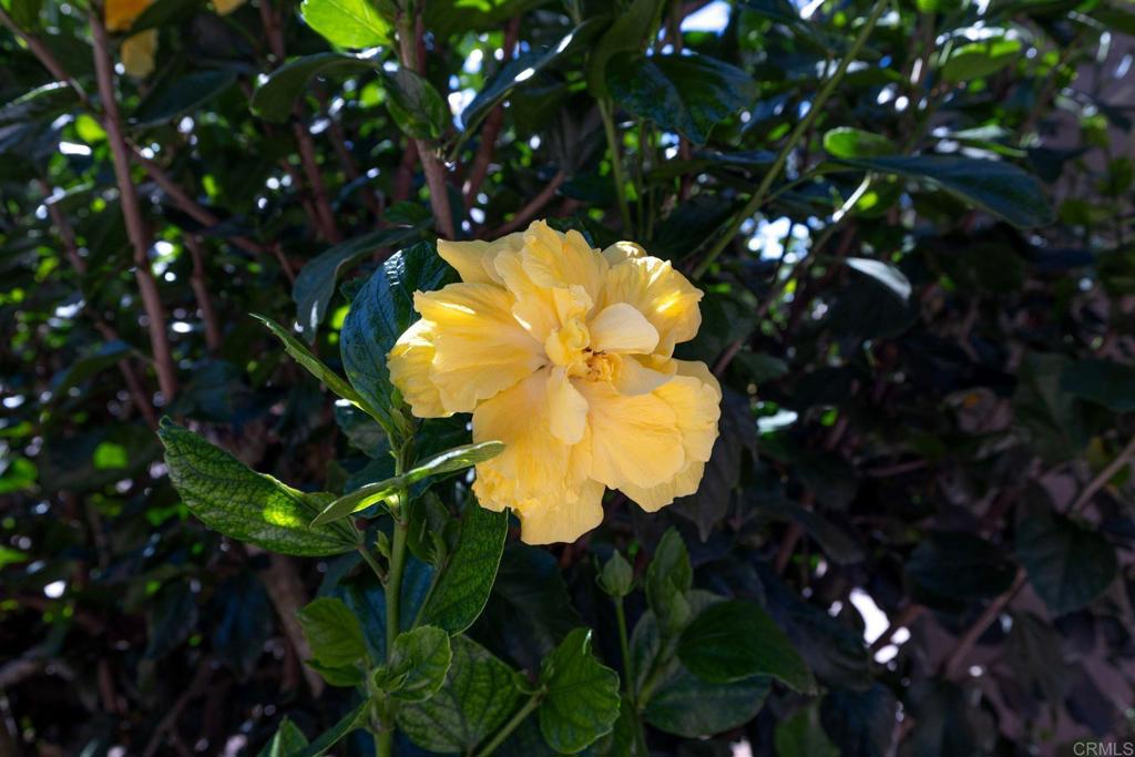 2335 Mirador Property Photo 66