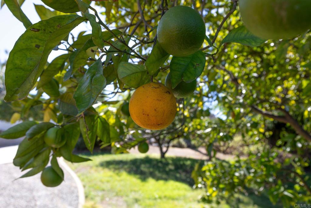 2335 Mirador Property Photo 67