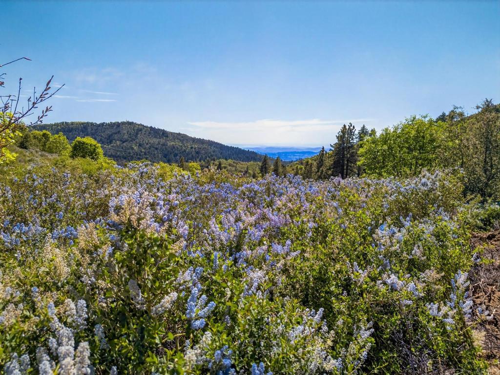 200 +/- Acres Palomar Divide Truck Trail Property Photo 23