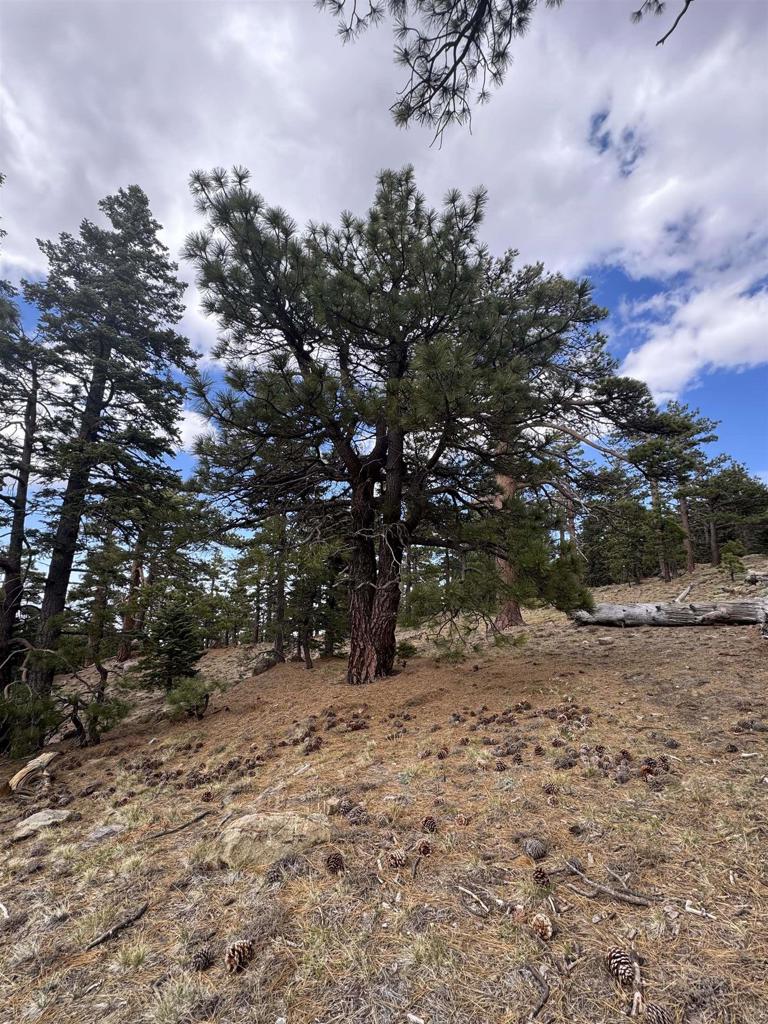 636 35-0002 Mountain Center Property Photo 10