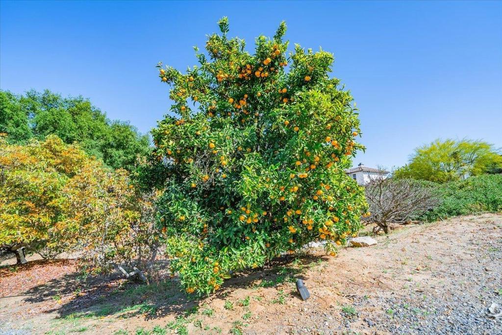 27117 Santolina Street Property Photo 63