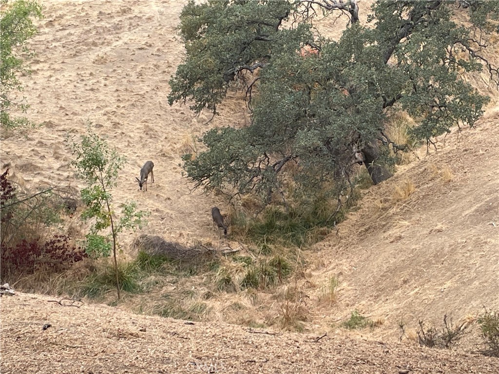 5003 Pretty Doe Property Photo 7