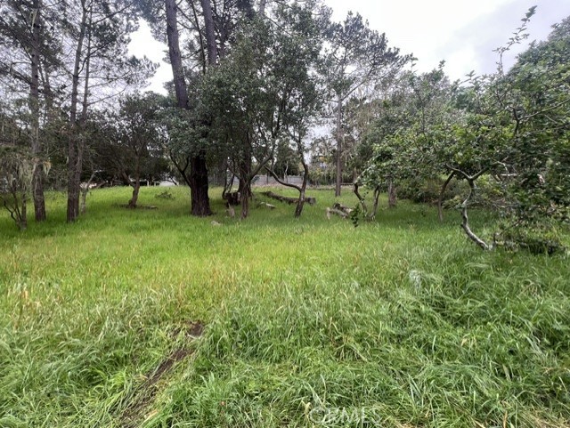 0 Mills Property Photo 5
