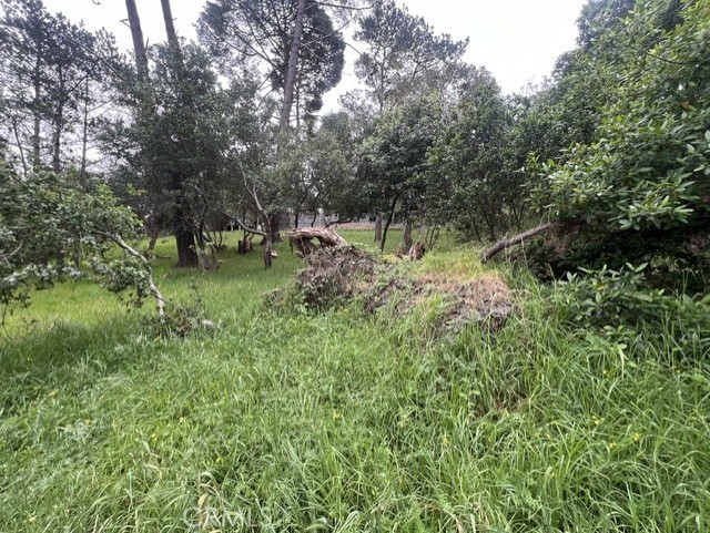 0 Mills Property Photo 6