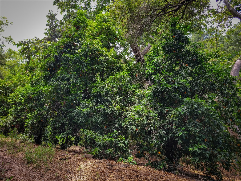 5 Via Vaquero Property Photo 25