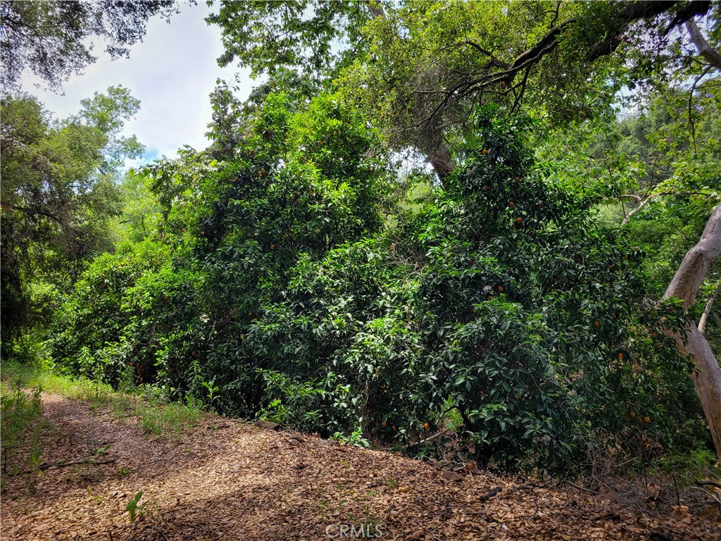 5 Via Vaquero Property Photo 26
