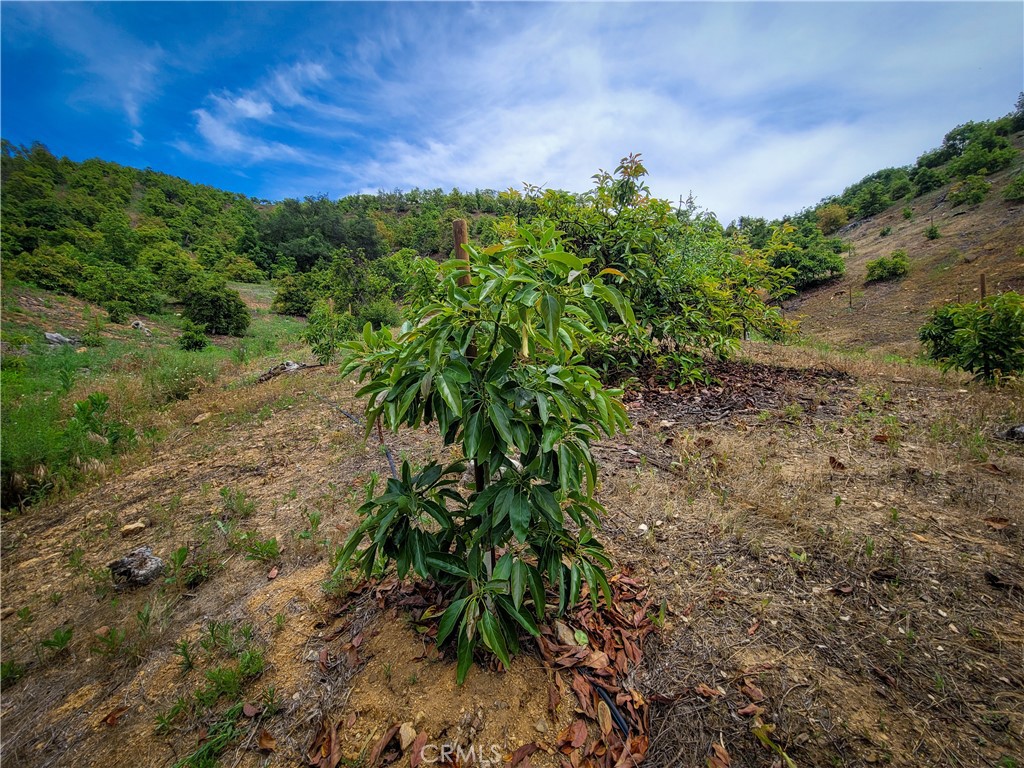 5 Via Vaquero Property Photo 33