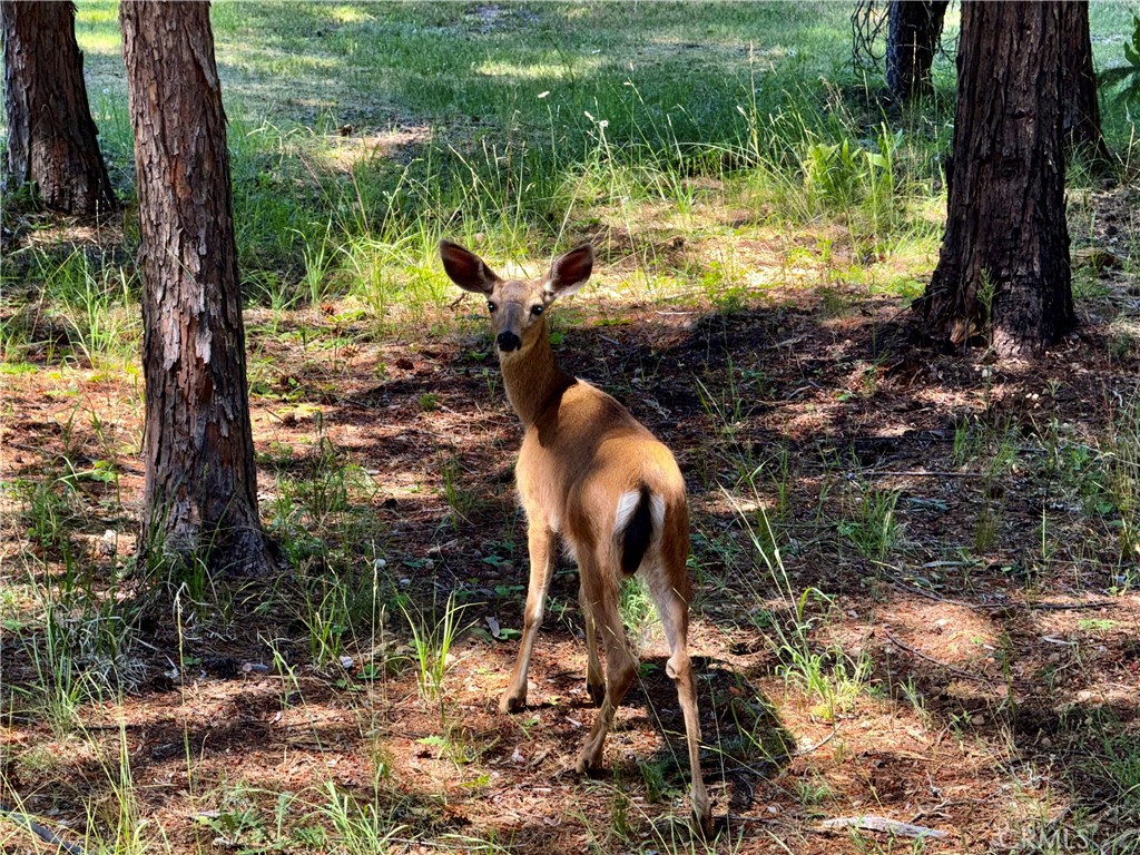 9312 Mountain Meadow Road Property Photo 44
