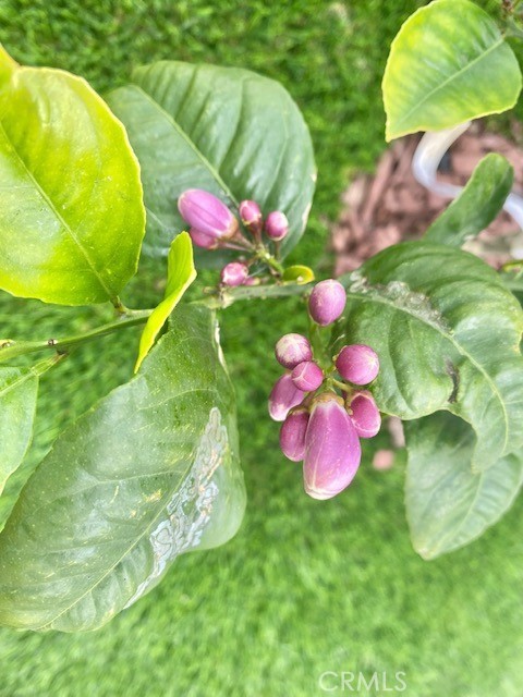 33751 Copper Lantern Street Property Photo 30