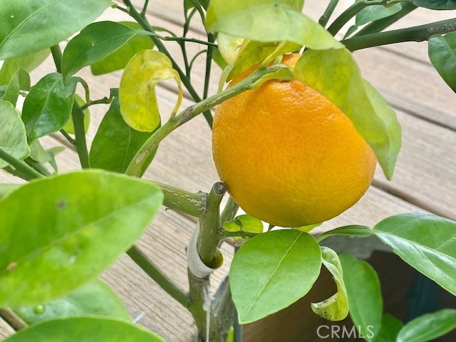 33751 Copper Lantern Street Property Photo 31