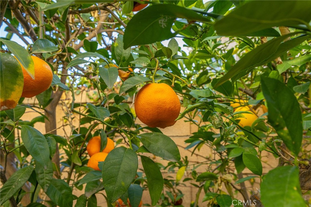 27015 Lemon Grass Property Photo 63