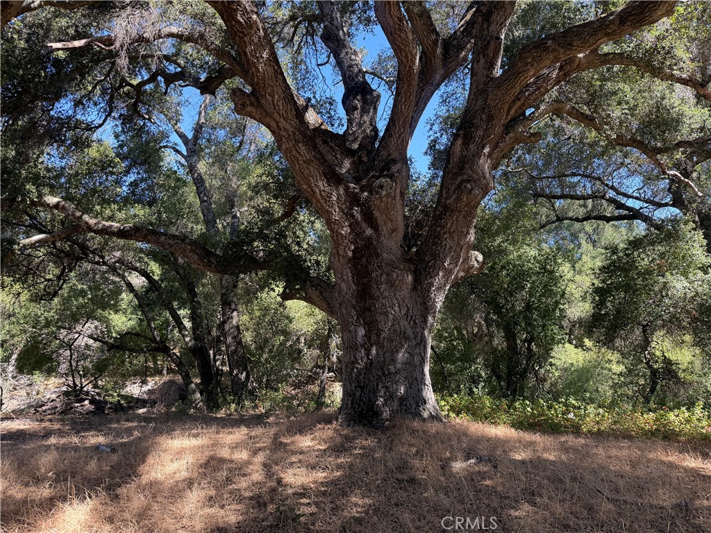 36000 Tenaja Truck Trail Property Photo 19