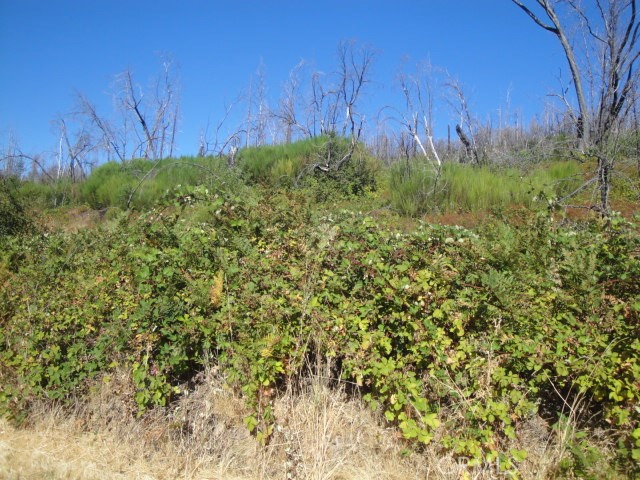 0 Meadow Lane Property Photo 5