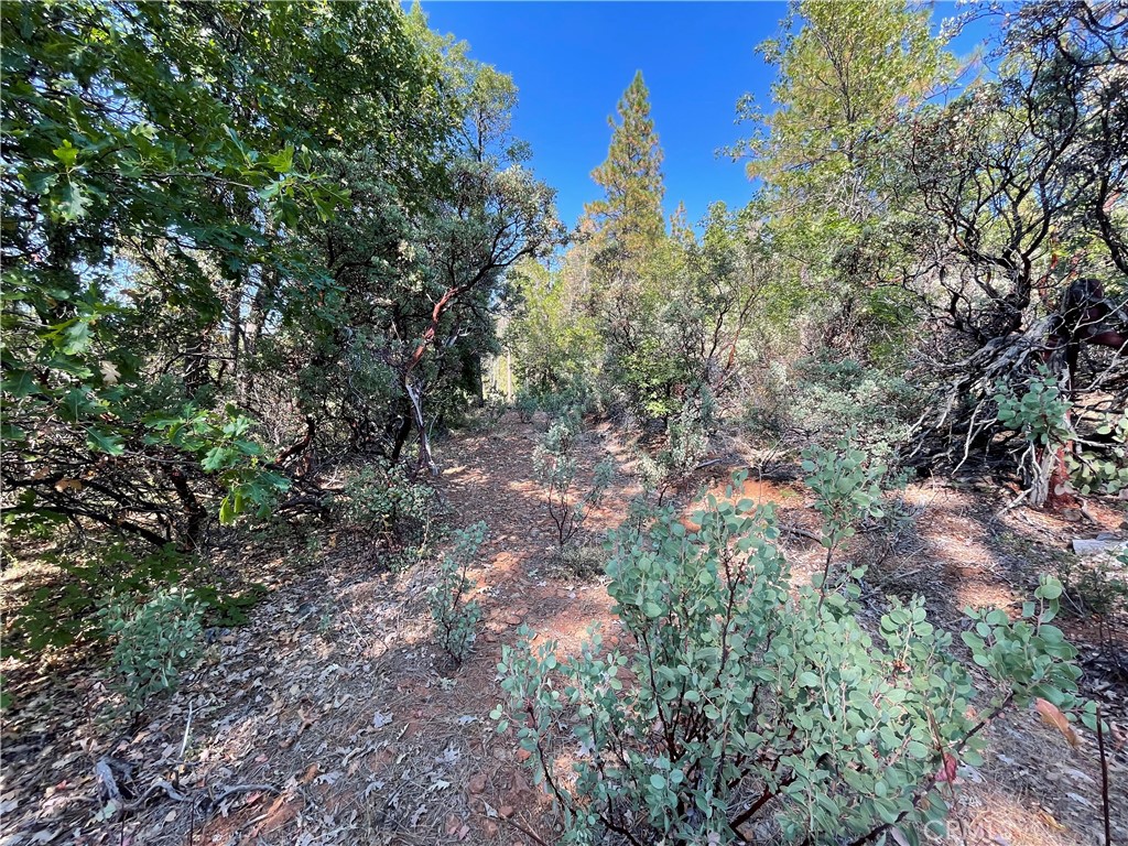 0 Forbestown Property Photo 6