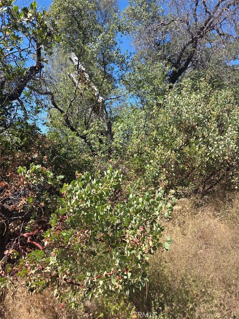 0 Roemelt Lane Property Photo 3