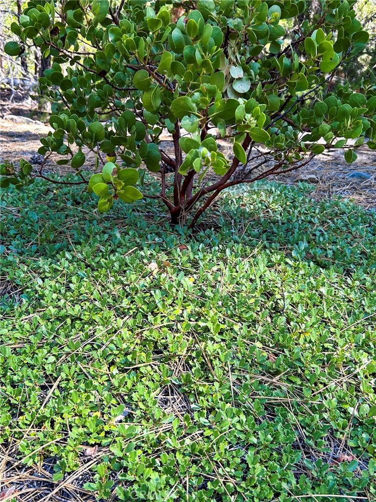 0 Gazelle Callahan Rd Property Photo 21